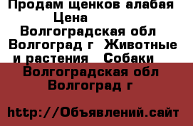 Продам щенков алабая › Цена ­ 3 500 - Волгоградская обл., Волгоград г. Животные и растения » Собаки   . Волгоградская обл.,Волгоград г.